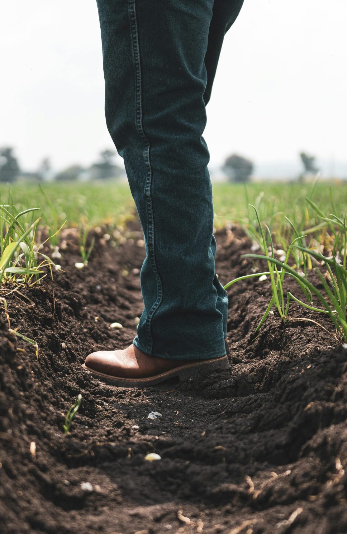 A person stands in a lush agricultural field during the day.