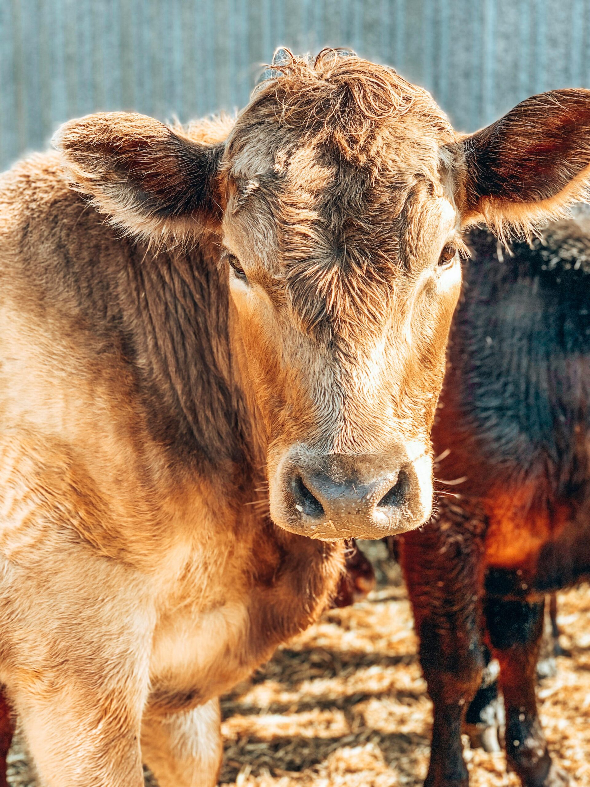 A detailed portrait of a brown cow in sunlight, capturing its unique features and warm tones.